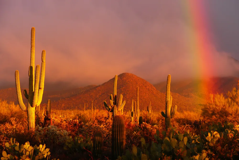 Rainbow over a sunset in Saguaro National Park pictured at dusk with a gorgeous pink sky