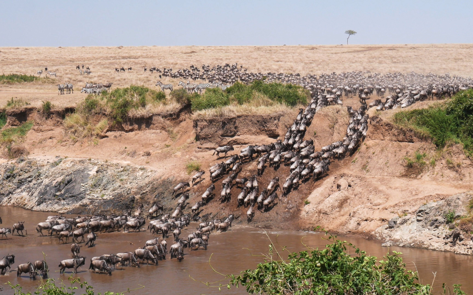 What Is the Great Wildebeest Migration? (2024 Guide)