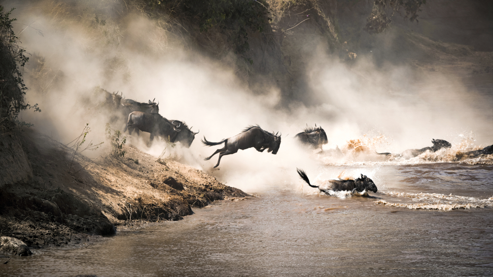 Dramatic image of wildebeest crossing the river in Maasai Mara, one of the best places to visit in March