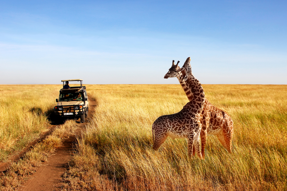 Wild giraffes in the Serengeti twist their necks in view of a safari truck during the least busy time for a safari in Tanzania