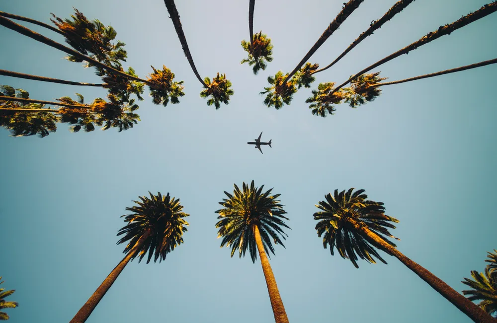 Aerial view from the ground of an airplane in flight between rows of palm trees for a piece on the cheapest places to fly in the US