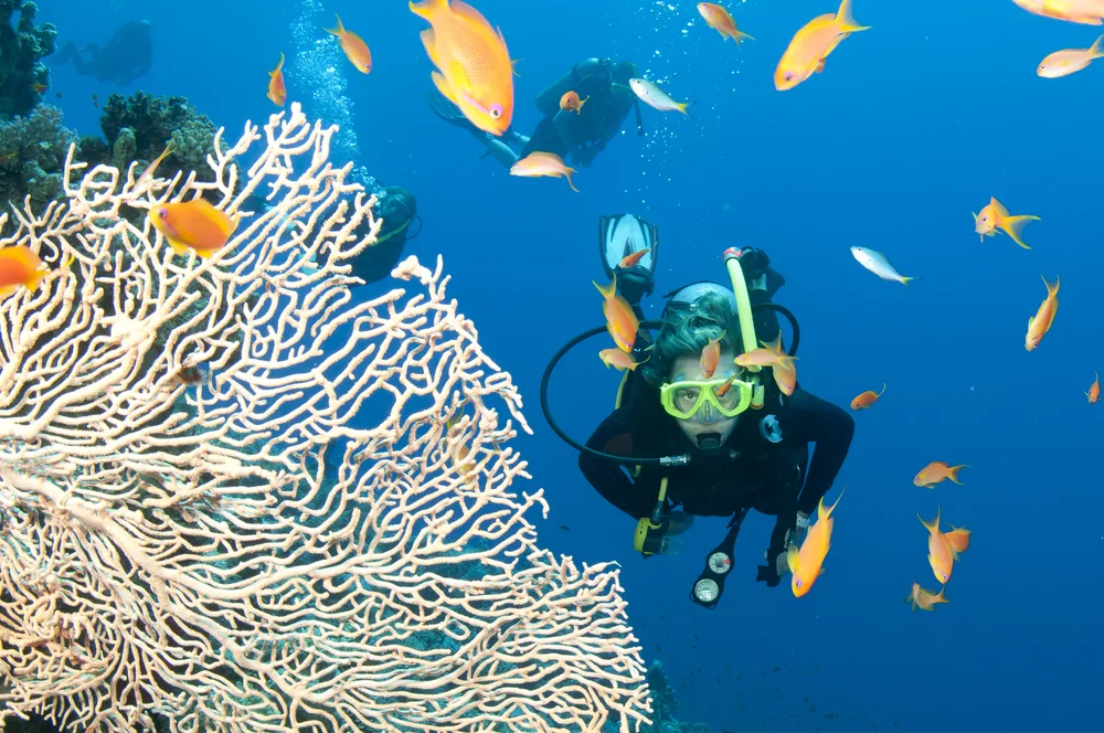 Scuba diver swimming along some coral with fish swimming around during the best time to go to the Great Barrier Reef