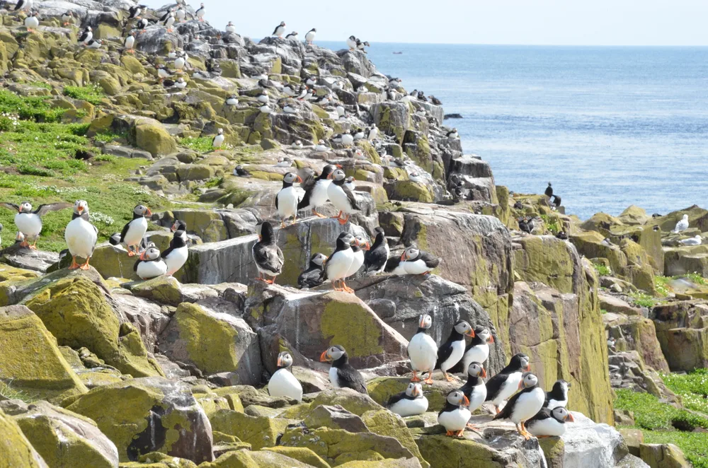 Hundreds of Puffins sit on a moss-covered rock in the Farne Islands, one of the best places to visit in April