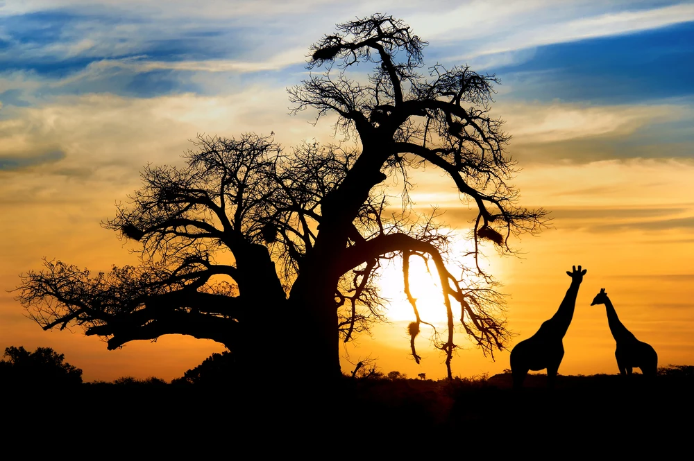 Baobab tree and 2 giraffe silhouettes in front of a South African sunset for a piece on the best time for a South African safari