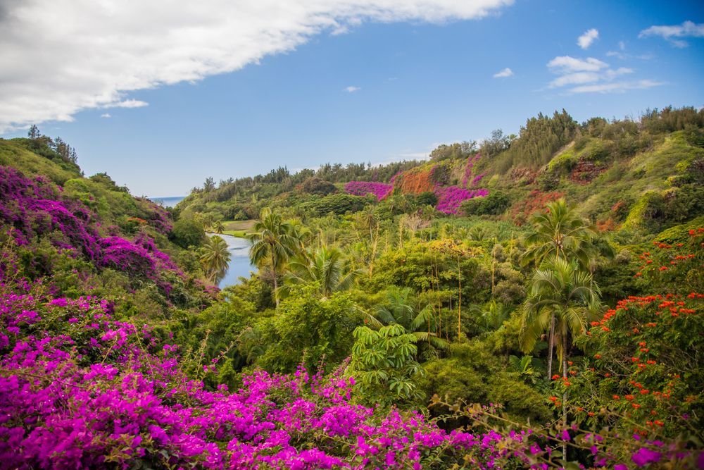 Stunning and vibrant purple flowers in the botanical gardens in Kauai, one of the best places to visit in Hawaii