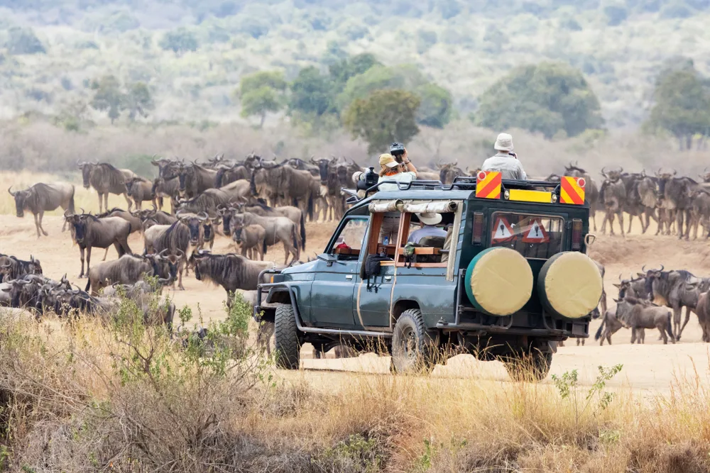 Safari vehicle in front of the Great Wildebeest Migration in Tanzania shows the best time for a safari in Tanzania
