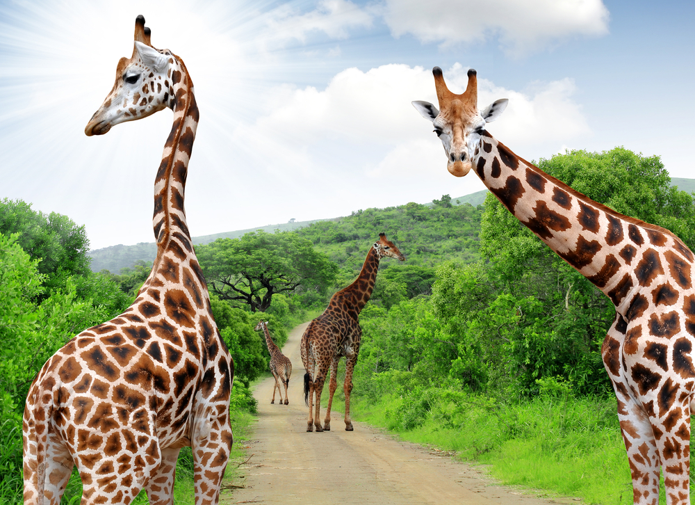 Three giraffes as seen from a safari vehicle in Kruger National Park surrounded by greenery to show the best time for a South African safari