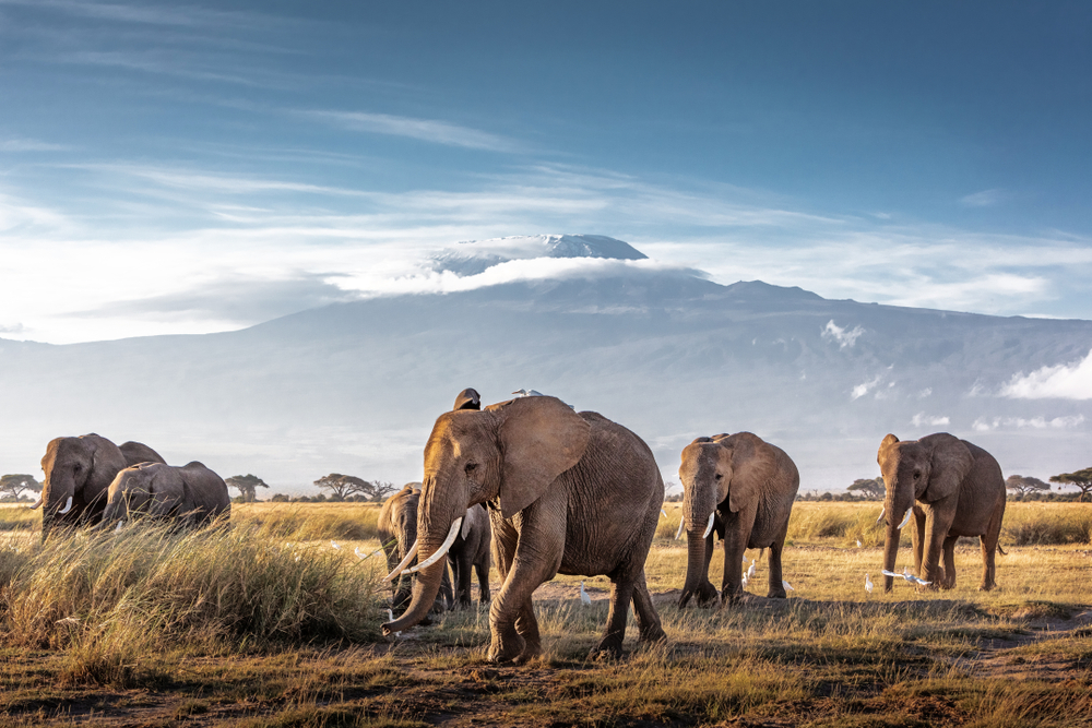 Elephant herd walking through Amboseli National Park for a frequently asked questions section on the best time to safari in Kenya
