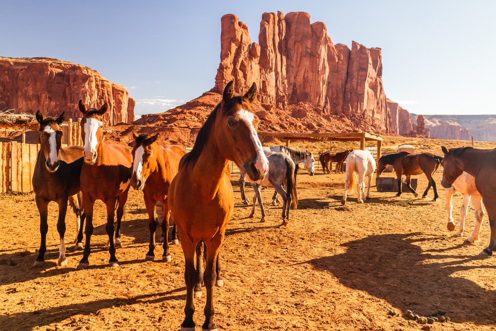Horses in a tribal park during the best time to visit Monument Valley