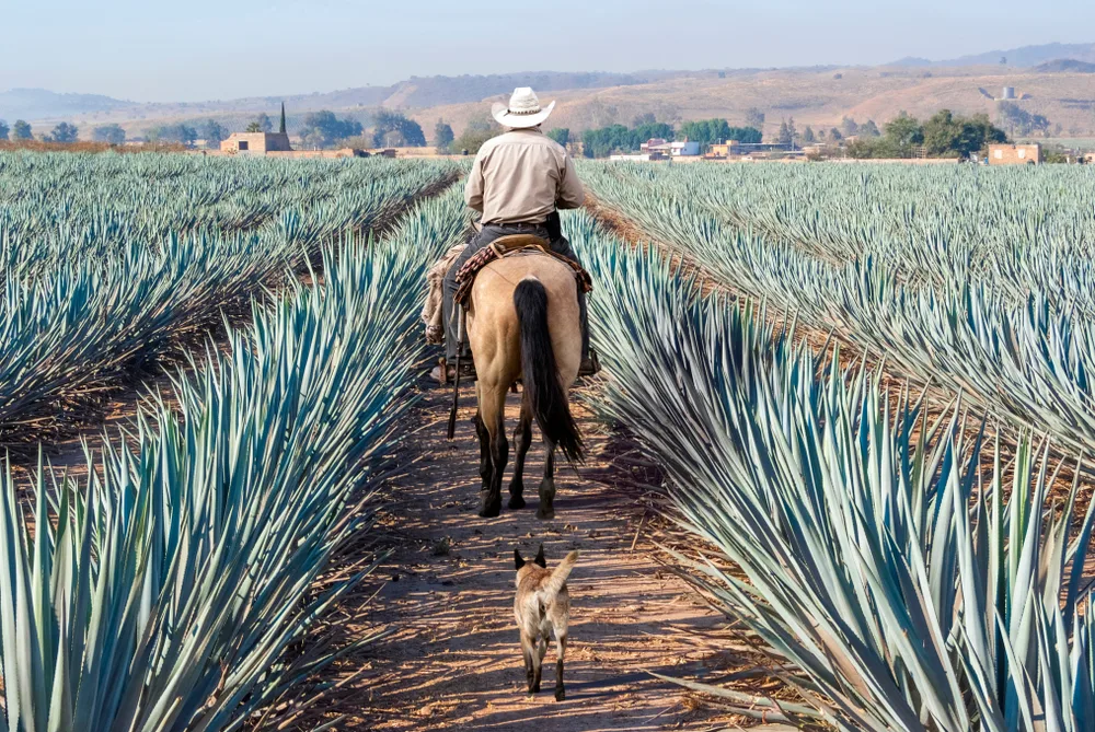 Guy riding a horse through his agave plantation during the best time to visit Guadalajara