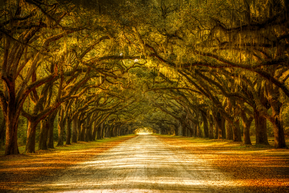 Old oak trees as seen during autumn in Savannah, one of the top places to visit in October, pictured making an archway above the road