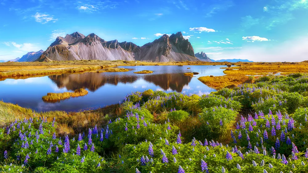 Stokksnes Cape in Iceland pictured in May, with purple flowers blooming alongside a lake