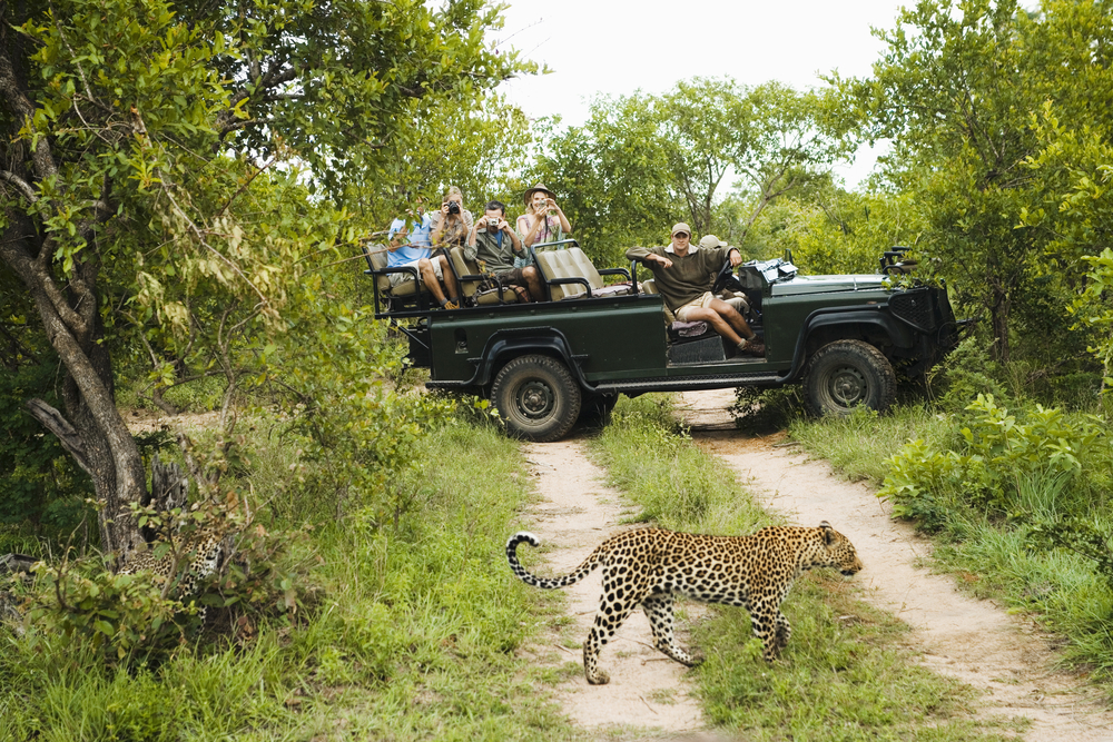 Leopard crosses the path in front of a safari vehicle during the cheapest time for a South African safari in summer