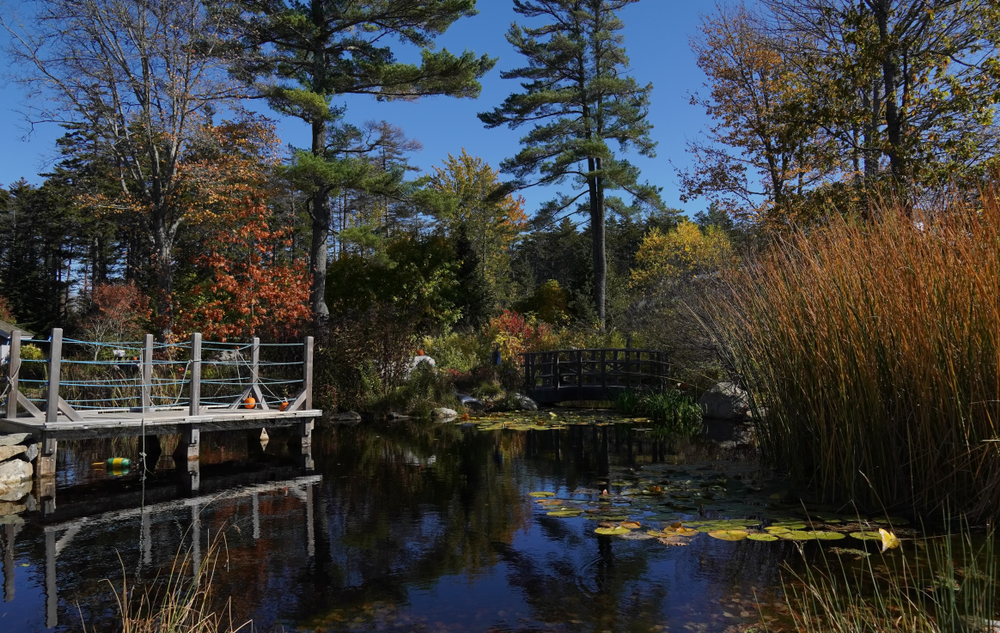Gorgeous view of a pond with lily pads pictured next to a dock that overlooks the grounds during the best time to visit Coastal Maine Botanical Gardens