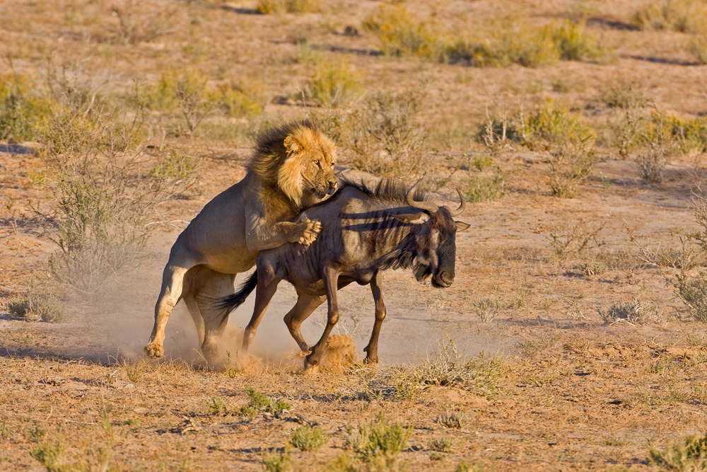 Male lion catches a wildebeest who strayed from the herd during the Great Wildebeest Migration in Africa