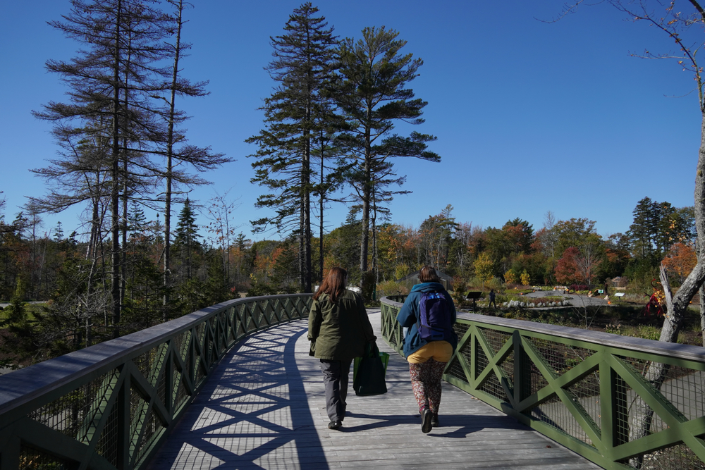 Beautiful fall day showing people walking on a wooden path above the Coastal Maine Botanical Gardens
