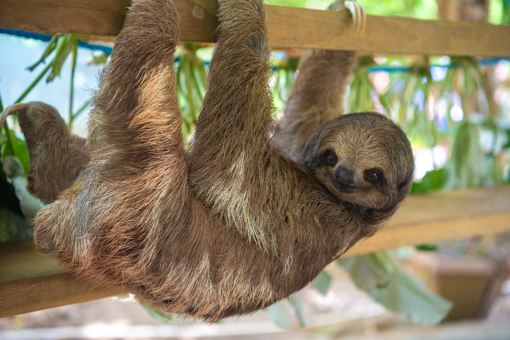 Sloth hanging from a wooden beam pictured during the best time to visit Roatan