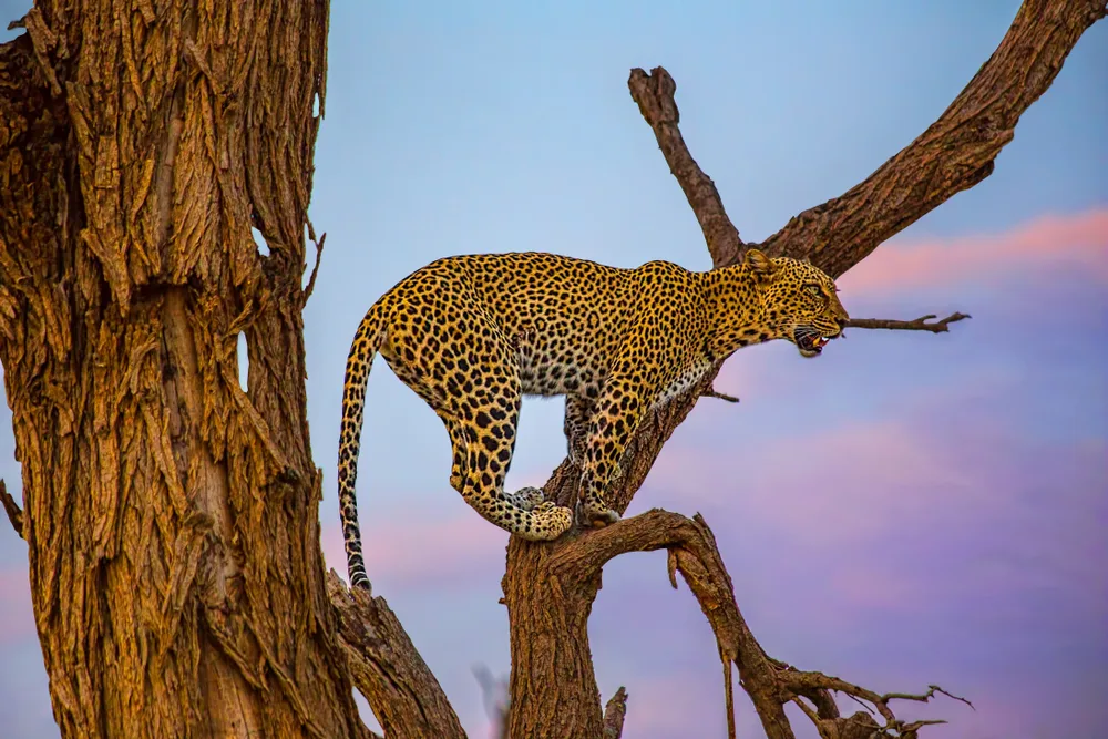 Leopard in a bare tree in Samburu National Reserve shows the worst time to safari in Kenya at dusk with clouds in the sky