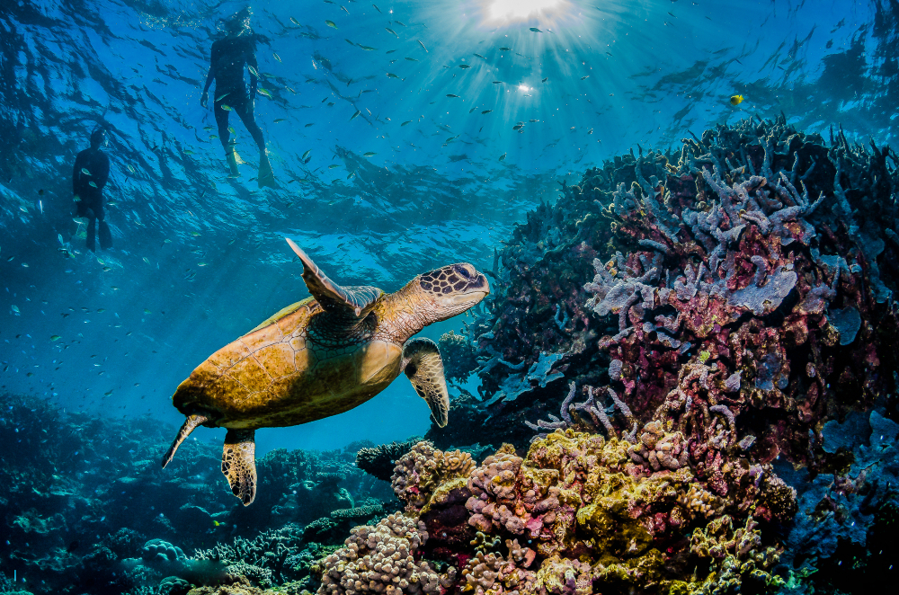 Turtle swimming by a coral reef with divers above for a piece on the best time to visit the Great Barrier Reef