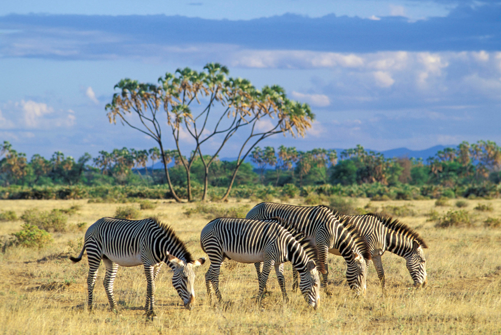 Grevy's zebras eating in front of Samburu National Reserve to show where to go during the best time to safari in Kenya