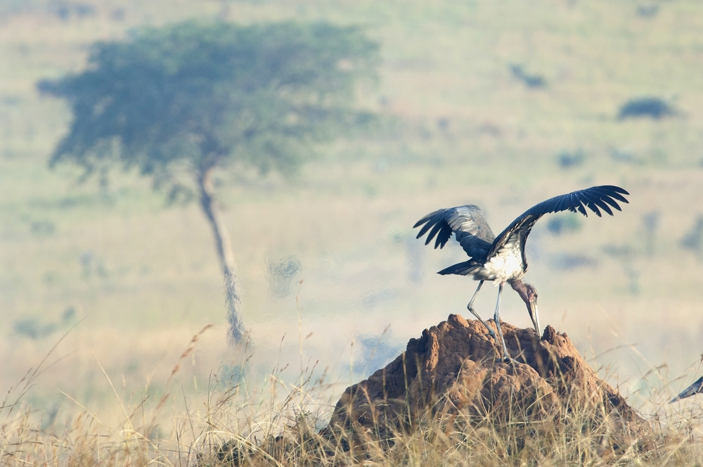 Maribou coast stork flaps its wings with smoke from a wildfire in the background for a piece on the average cost of an African safari