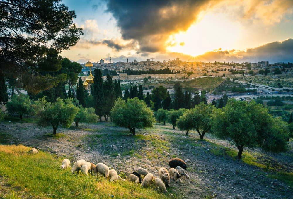 Sheep grazing on the Mount of Olives overlooking the entire city of Jerusalem pictured during the cheapest time to visit