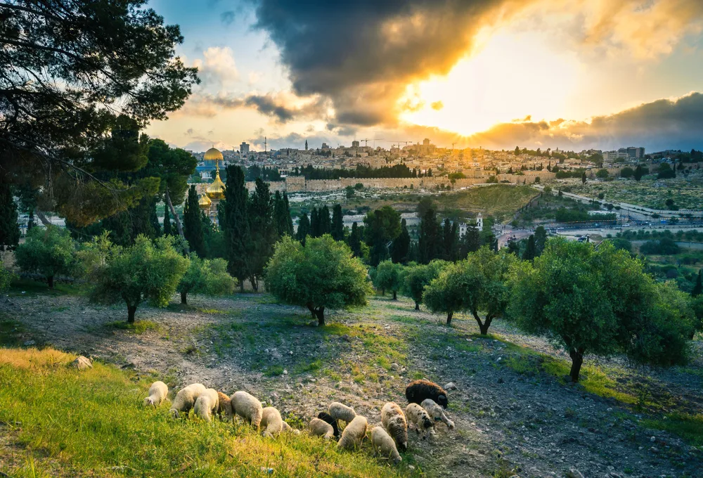 Sheep grazing on the Mount of Olives overlooking the entire city of Jerusalem pictured during the cheapest time to visit