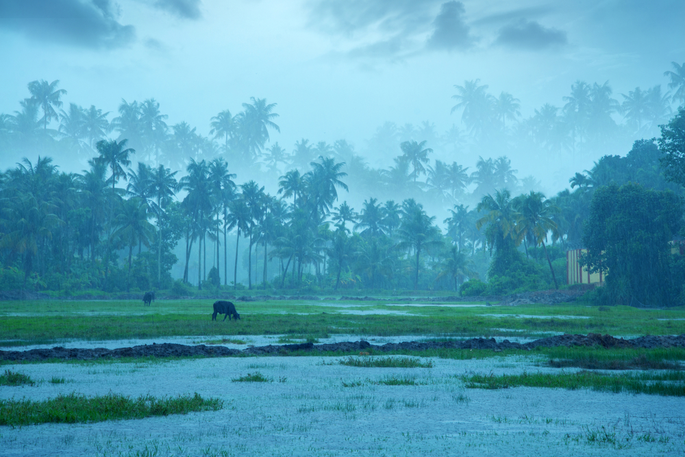 Monsoon in Kerala (the worst time to visit) pictured hammering the area with rain while cows graze