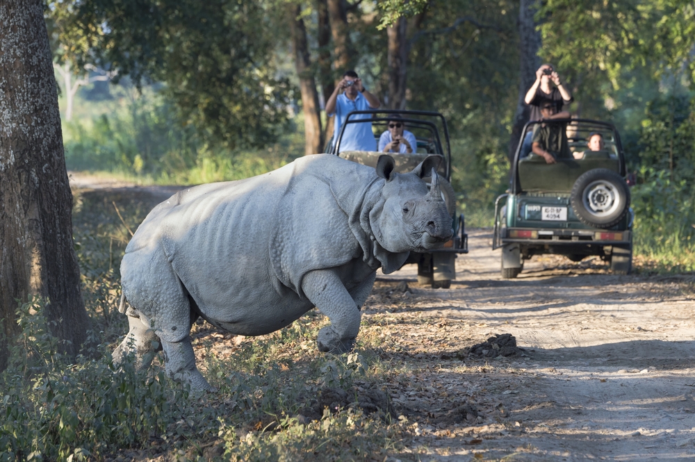 Tourists in open-back Jeeps pictured looking at rhinos in Assam, India, one of the best places to visit in April