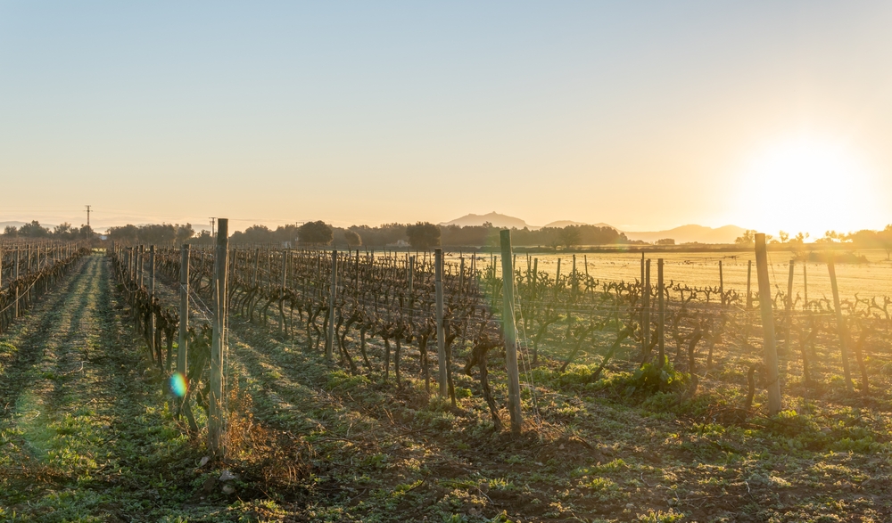 Vineyard pictured in the winter at sunset during the cheapest time to visit Mallorca