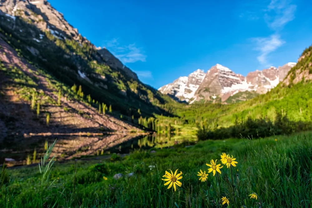 Group of yellow flowers in a valley pictured during the best time to go to Maroon Bells