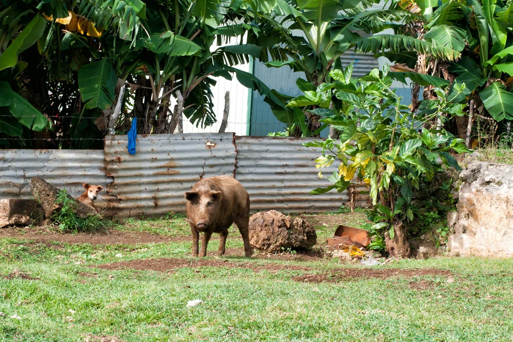 Shanty area in the bad part of town in Tonga pictured with a pig and a home-made house