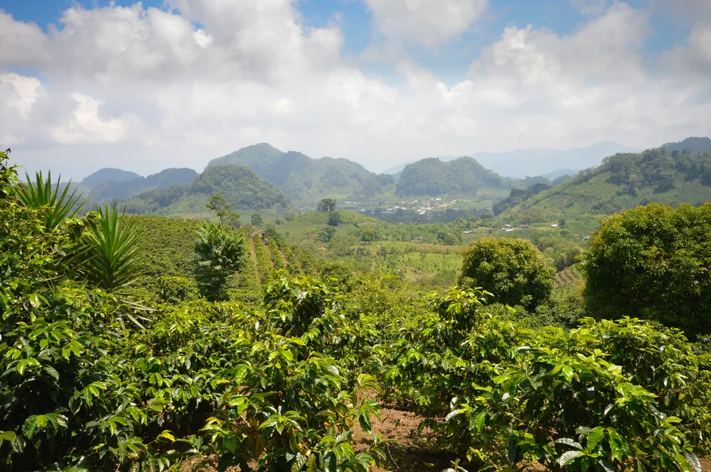 Coffee plantations in Honduras pictured with clouds overhead and lush green trees in the forest below
