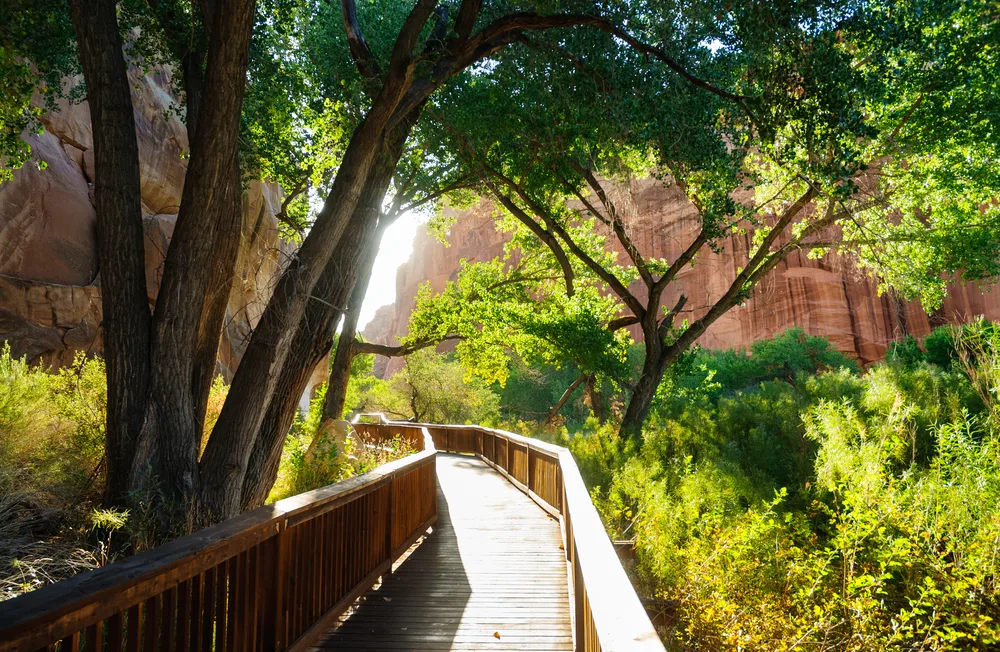 Wooden walking path with railings going through the trees in Capitol Reef National Park during the best time to visit