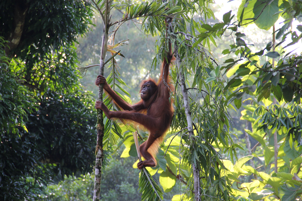 Neat view of an orangutan swinging from vines during the best time to go to Borneo