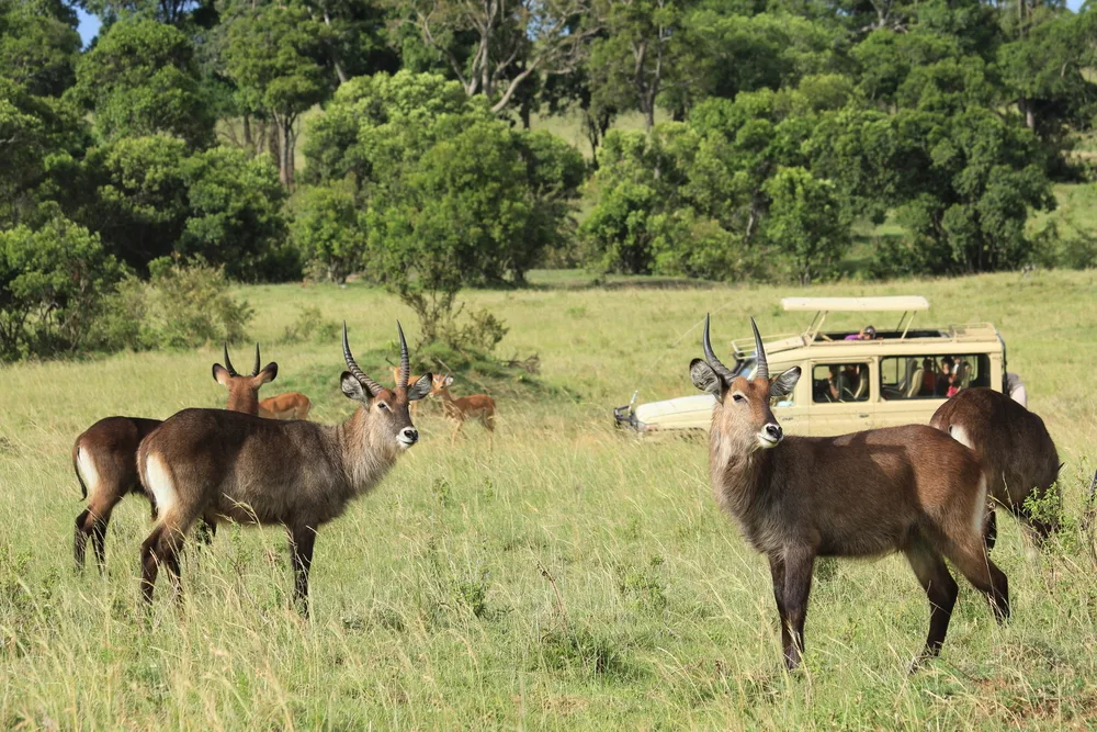 Common waterbuck in front of a safari vehicle during the worst time for a South African safari in the summer