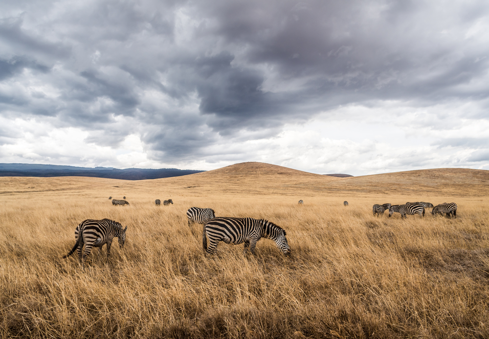 Wild zebras with cloudy gray skies overhead in the Serengeti shows the worst time for a safari in Tanzania