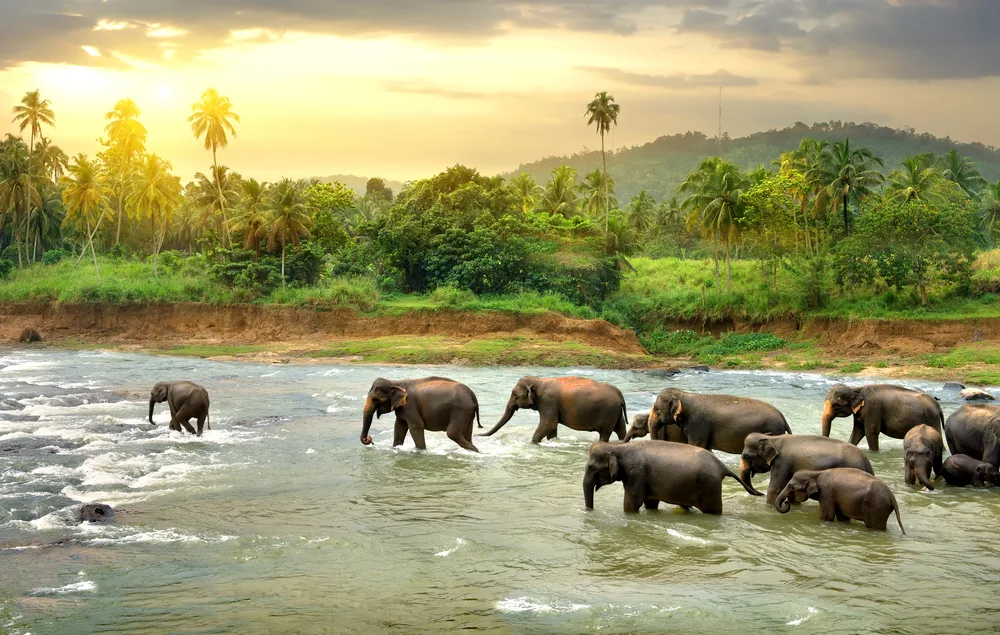Elephant in the river in Sri Lanka, one of the best places to visit in January, with the sun setting over the lush green hillside