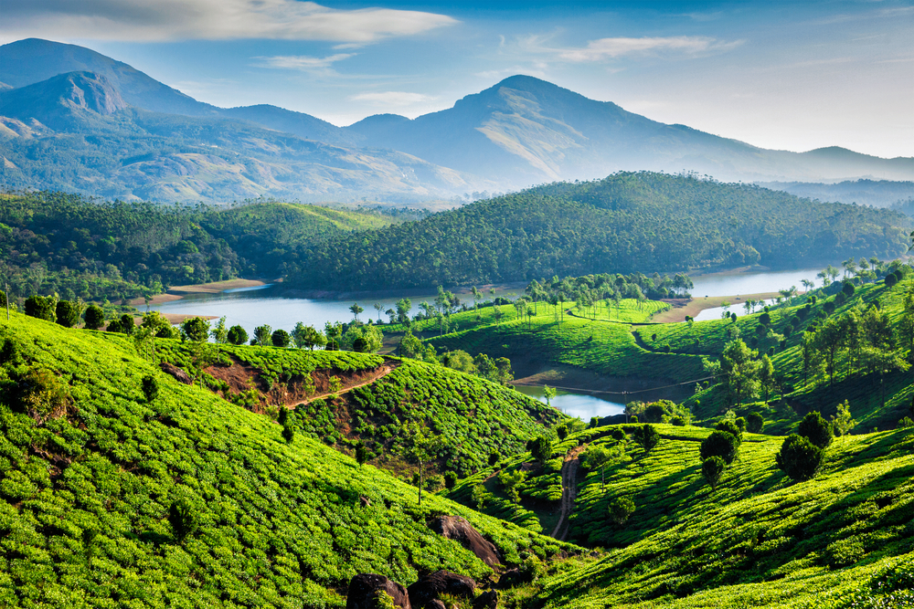 Tea plantations stretch for as far as the eye can see with green vegetation covering the hills and mountains with a foggy background from which the sun shines