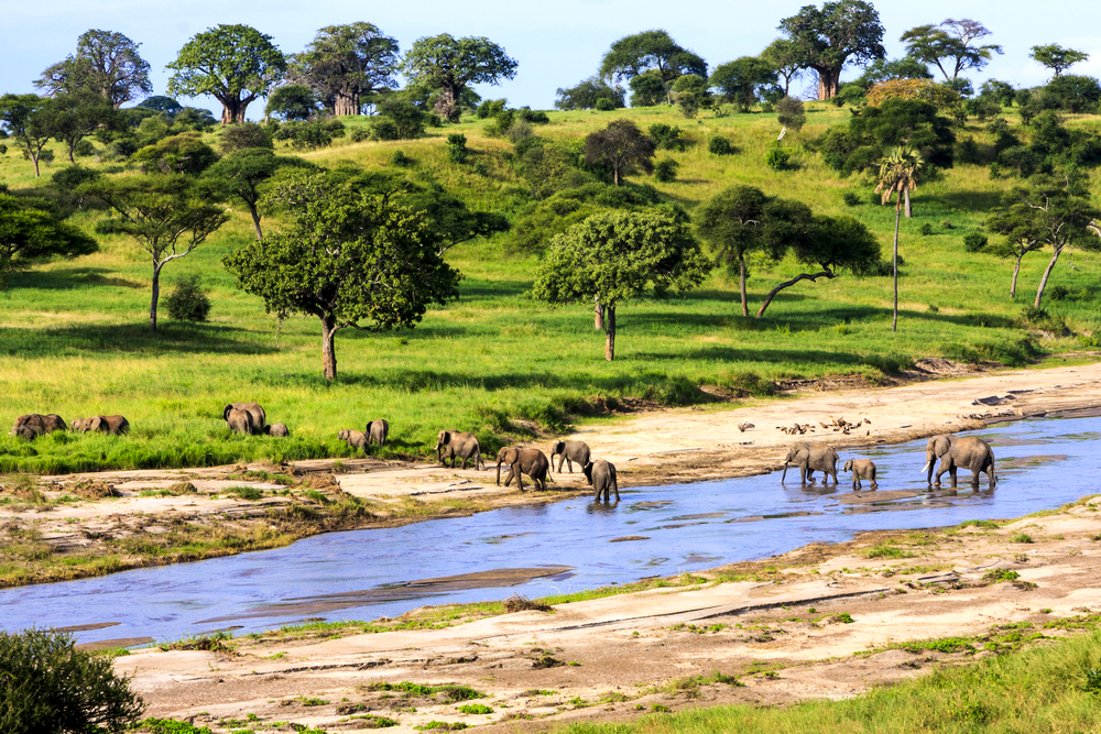 African elephants crossing the river in Serengeti National Park shows the cheapest time for a safari in Tanzania