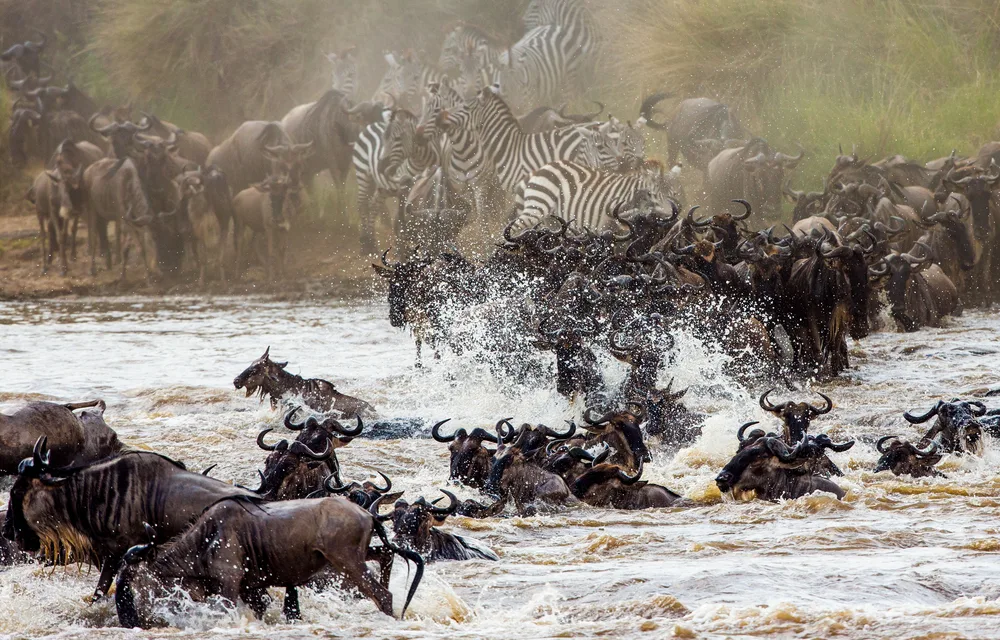 White-bearded wildebeest migration across the Mara River in Kenya with plains zebra and water splashing