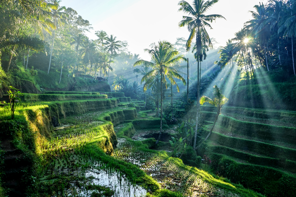 Rice paddies surrounded by trees with the sun flowing in from the trees