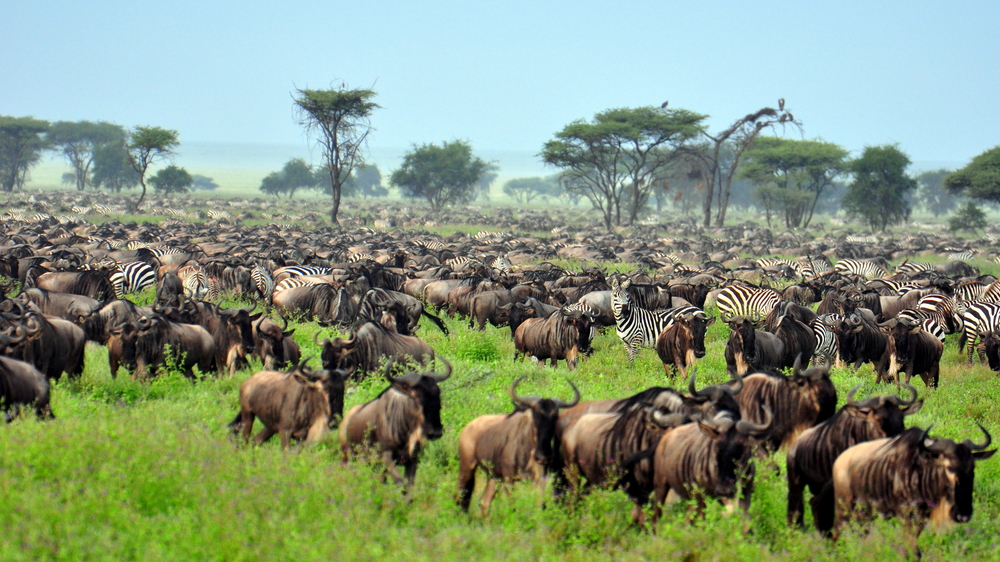 The Great Wildebeest Migration in Serengeti National Park in Tanzania with green grass