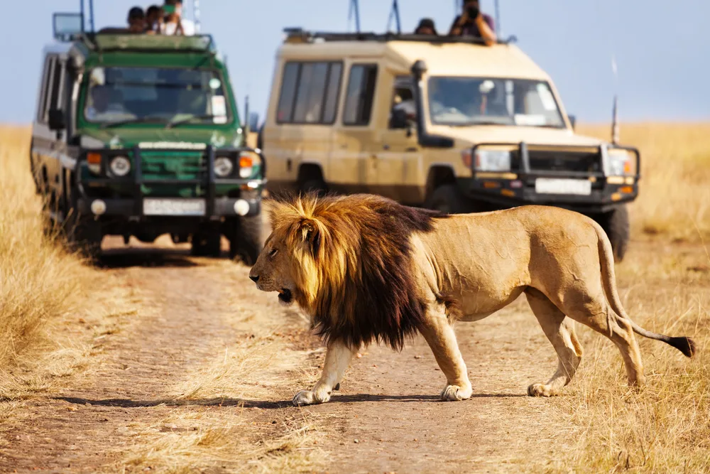 Lion crossing the dirt road in front of 2 safari vehicles in Kenya to show the overall best time to safari in Kenya