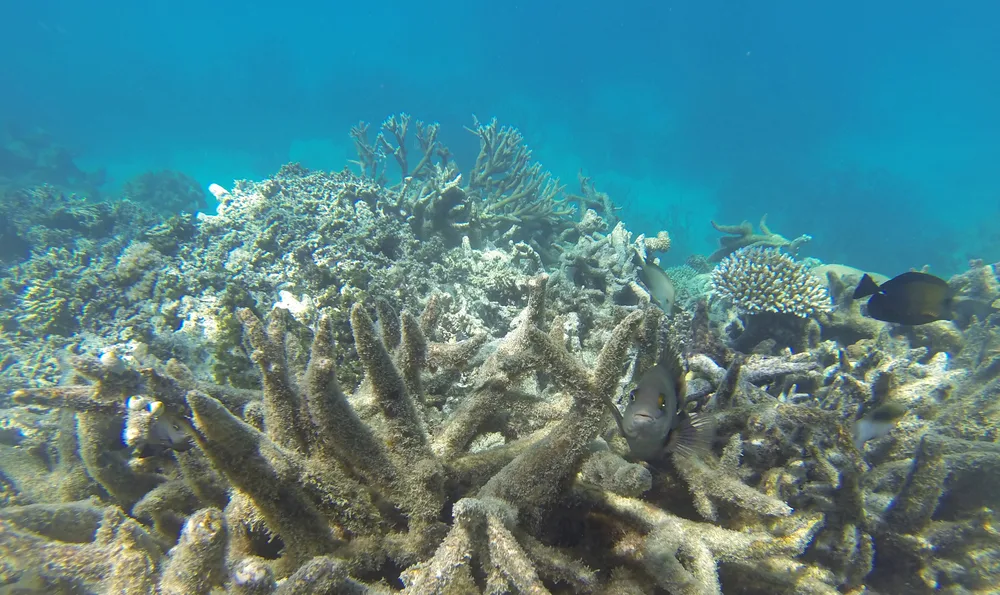 Murky grey water pictured during the worst time to visit the Great Barrier Reef with grey coral
