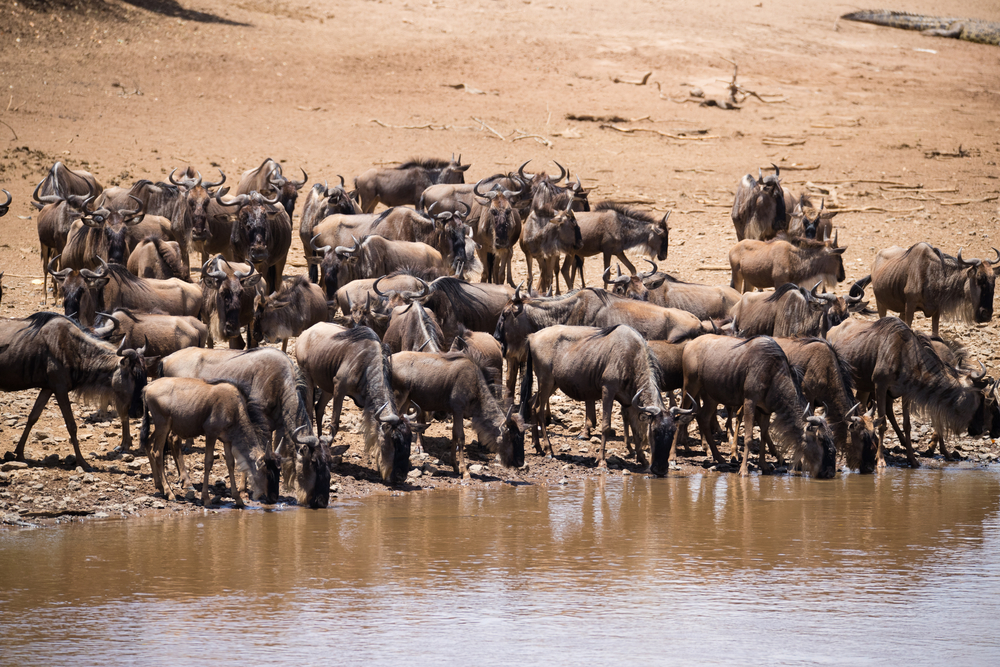 Herd of wildebeest on the Mara River coast in Kenya for a piece on average African safari cost