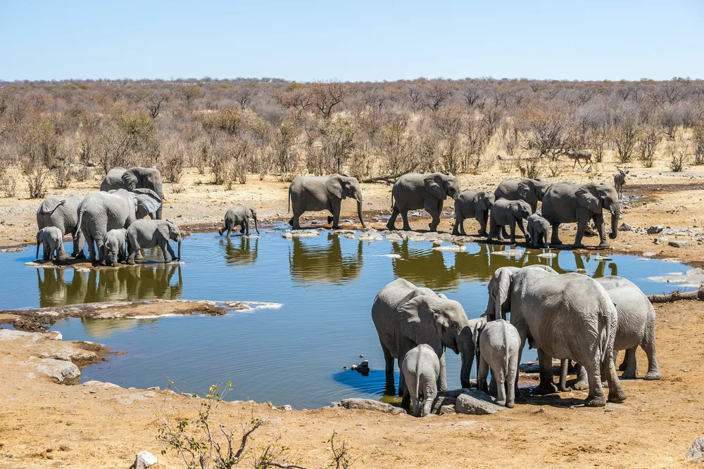 Family of African elephants surround a watering hole in Etosha National Park during the best month for a South African safari in September