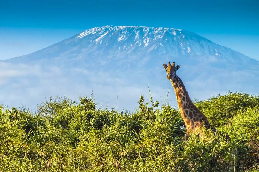 Giraffe's head above the trees in front of Mount Kilimanjaro to show the cheapest time to safari in Kenya