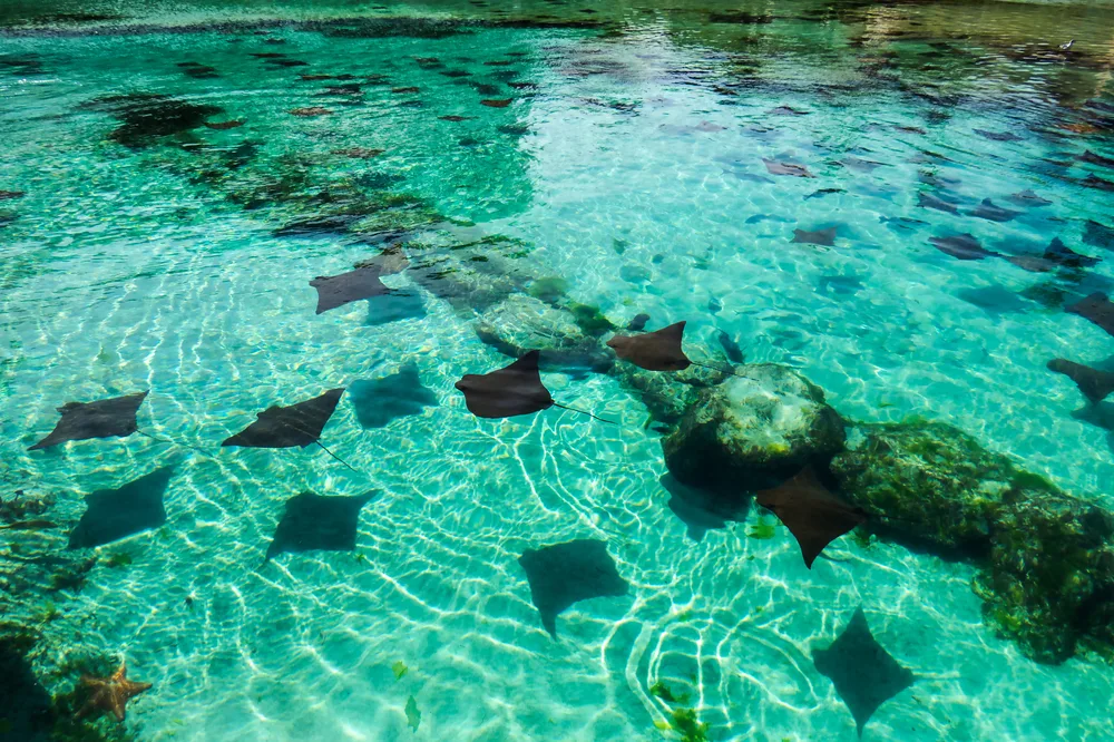A bunch of sting rays in a crystal-clear bay that is teal in color during the best time to visit Nassau