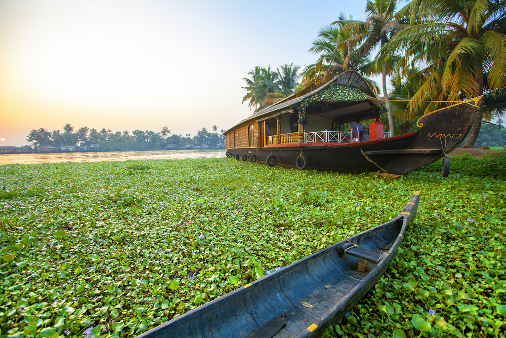 Boats parked in a river march with green clovers below pictured at dusk during the least busy time to visit Kerala